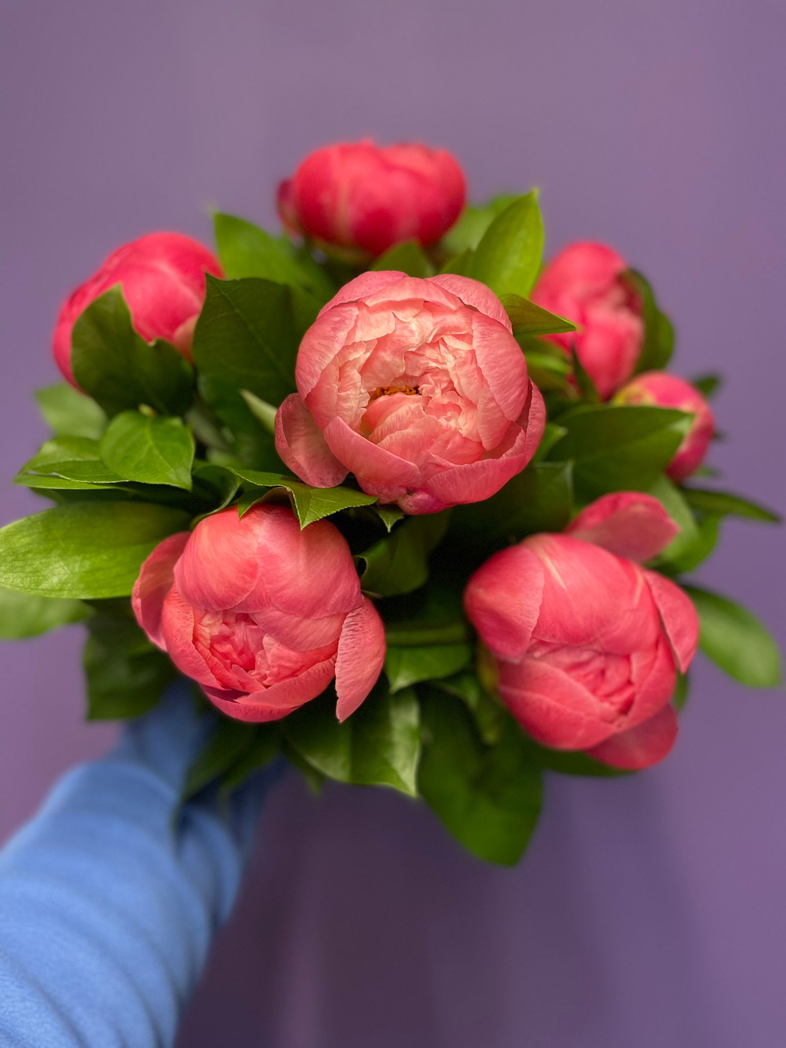 Pretty Pink Peonies - the favourite flower of the season. Order online for your next day flower delivery or collect in store Bishops Stortford
