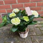 Hydrangeas Plants, perfect to add some colour into your garden every year. Order online for your next day flower delivery. Bishops Stortford