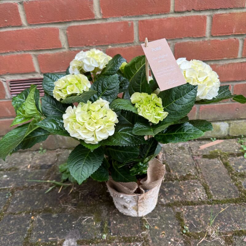 Hydrangeas Plants, perfect to add some colour into your garden every year. Order online for your next day flower delivery. Bishops Stortford